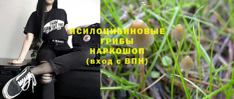 Псилоцибиновые грибы Magic Shrooms  OMG онион  Кирсанов 